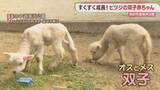 「双子のヒツジの赤ちゃん　すくすく成長中　海の中道海浜公園　福岡」の画像1