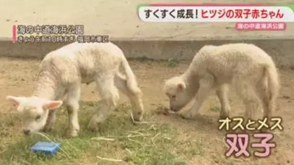 双子のヒツジの赤ちゃん　すくすく成長中　海の中道海浜公園　福岡