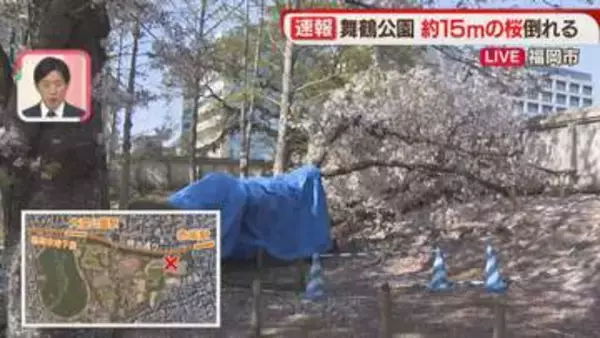 【中継】花見の名所　舞鶴公園で高さ15メートルのソメイヨシノ倒れる　ケガ人なし　福岡