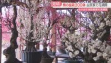 「御座敷梅林」古民家に春の香り　100品種・300鉢が満開　鉢を入れ替えて3月上旬まで　福岡