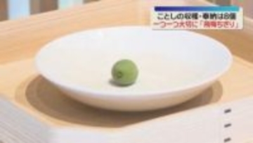 「飛梅ちぎり」きょうは1個　ことし計8個　境内の6000本は豊作　福岡・太宰府天満宮