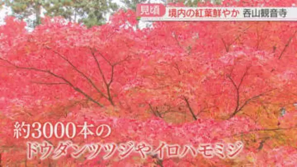 「例年より鮮やか」「絵画のよう」呑山観音寺で3000本が真っ赤に色づく　福岡の紅葉スポットは今