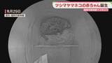 「ツシマヤマネコの赤ちゃん誕生　父は対馬で保護された野生ネコ　福岡市動物園で4年ぶり」の画像1
