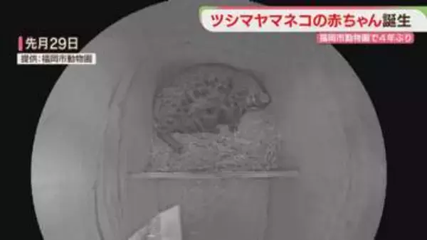 ツシマヤマネコの赤ちゃん誕生　父は対馬で保護された野生ネコ　福岡市動物園で4年ぶり