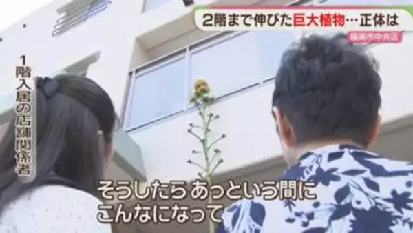 「数十年に一度の花」マンションの植え込みで咲きました　福岡