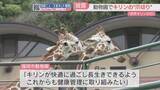 「『世界キリンの日』にユニークなイベント　福岡市動物園でキリンの爪切り」の画像1