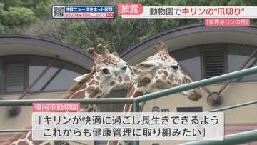 『世界キリンの日』にユニークなイベント　福岡市動物園でキリンの爪切り