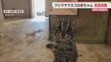 「福岡市動物園のツシマヤマネコ の赤ちゃん　名前の候補は「なぎ」「みこ」「エミー」　投票は今月13日まで」の画像1
