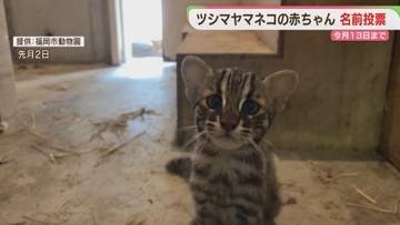 ツシマヤマネコ の赤ちゃん　名前の候補は「なぎ」「みこ」「エミー」　投票は今月13日まで