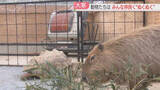 「【大寒】露天風呂で暖を取るカメ　カピバラはストーブがお気に入り　ぬくぬく過ごす動物たち　福岡」の画像1