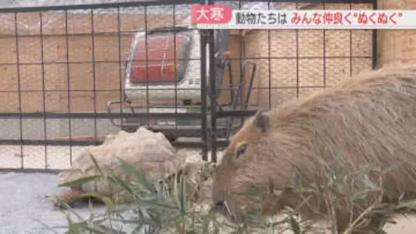 【大寒】露天風呂で暖を取るカメ　カピバラはストーブがお気に入り　ぬくぬく過ごす動物たち　福岡