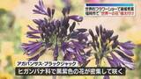 「「世界一の花」舞鶴公園に見に来て　イギリスのフラワーショーで最優秀賞　福岡」の画像1