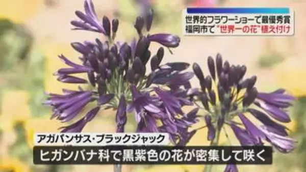 「世界一の花」舞鶴公園に見に来て　イギリスのフラワーショーで最優秀賞　福岡