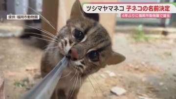 名前は「なぎ」　ツシマヤマネコの子ネコ　体重100グラム→2.7キロに　福岡市動物園