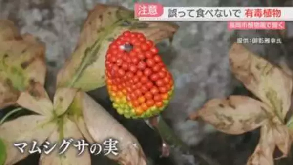男子中学生が植物の実を食べて“食中毒”　有毒植物『マムシグサ』に注意