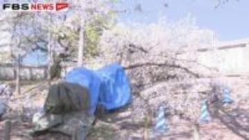 【速報】舞鶴公園で「桜の木が倒れた」　福岡