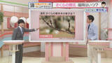 「さくらの開花はいつ？　福岡の標本木は今　気象予報士が解説」の画像1