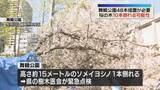 「舞鶴公園の桜10本「倒木の可能性」近づかないで　福岡市の緊急点検」の画像1