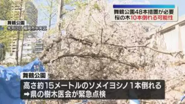 舞鶴公園の桜10本「倒木の可能性」近づかないで　福岡市の緊急点検
