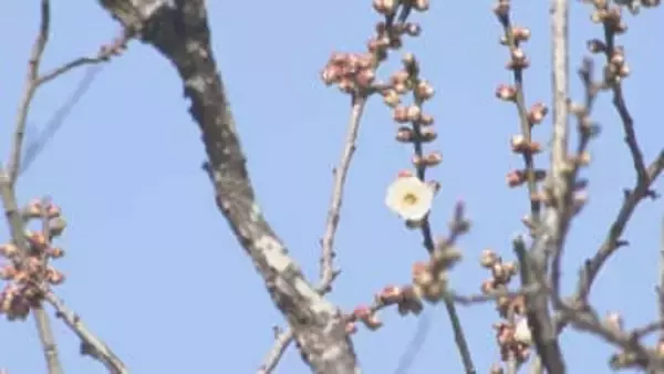 太宰府天満宮の飛梅が開花　去年より1か月近く早く