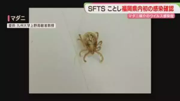 マダニ媒介のウイルス感染症「SFTS」福岡でことし初の確認　注意点は