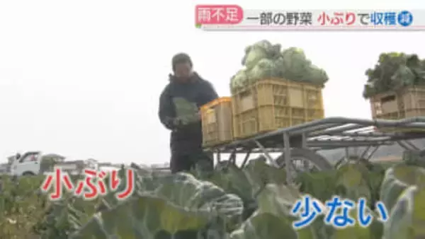 【少雨】キャベツ畑では「まとまった雨が降ってもらわないと困る」　福岡