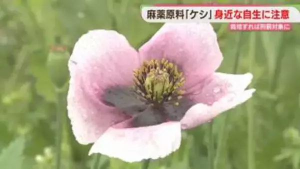 【同行取材】違法なケシが繁殖　2時間で1万本を伐採　見分け方は？　麻薬取締部
