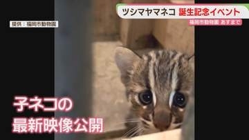 福岡市動物園で4年ぶり　ツシマヤマネコの誕生を記念　イベント開催　子ネコの最新映像も公開