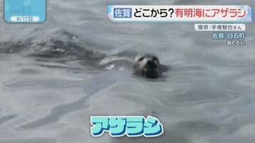 有明海でアザラシ発見　一体どこから？　専門家に聞く
