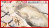 「【異変】養殖の「マガキ」7割が死滅　カキ小屋はオープンに遅れ　夏場の海水温の高さが影響？　福岡」の画像1