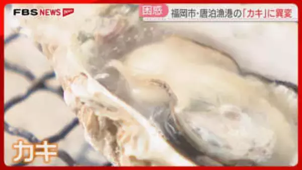 【異変】養殖の「マガキ」7割が死滅　カキ小屋はオープンに遅れ　夏場の海水温の高さが影響？　福岡