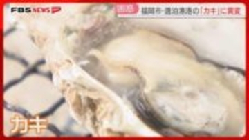 【異変】養殖の「マガキ」7割が死滅　カキ小屋はオープンに遅れ　夏場の海水温の高さが影響？　福岡