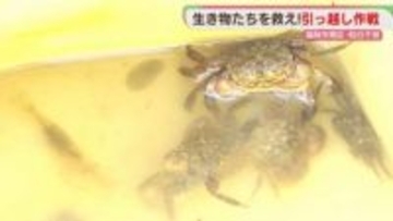 海の生きものたちを救え！引っ越し作戦　福岡市東区・和白干潟