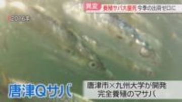 「唐津Qサバ」稚魚が大量死　今季の出荷ゼロ「初めて」海水温が影響か　佐賀