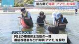 「福岡市の能古島でアマモ場づくり活動　FBS視聴者などが参加」の画像1