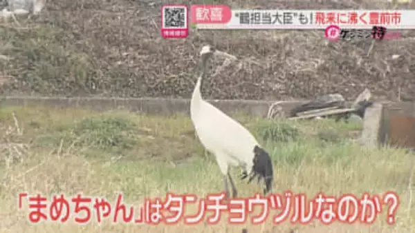 九州にタンチョウヅル？　情報をもとに向かった市役所には「鶴担当大臣」田んぼで発見したのは【ケンミン特捜班】