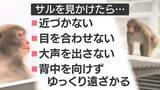 「【速報】小学生がサルに腕をひっかかれる　福岡市中央区今泉」の画像1