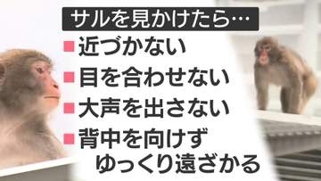 【速報】小学生がサルに腕をひっかかれる　福岡市中央区今泉