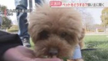 【備え】飼い主もペットも助かるために「同行避難」　災害時は誰が運ぶ？フードは？事前の準備を