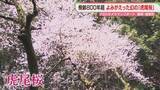 「よみがえった「虎尾桜」地元の人たちに見守られ　福岡【カメリポ】」の画像1