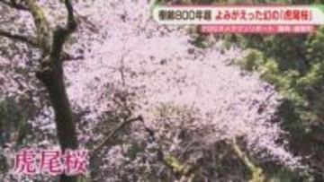 よみがえった「虎尾桜」地元の人たちに見守られ　福岡【カメリポ】