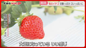 「大玉に」観光農園でイチゴ狩りが始まる「あまおう」「さがほのか」など10種類　福岡