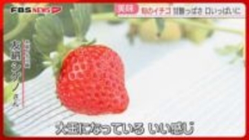 「大玉に」観光農園でイチゴ狩りが始まる「あまおう」「さがほのか」など10種類　福岡