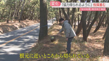 11歳の命を奪った「虹の松原」事故　樹木医たちが鳴らしていた警鐘　危険な松の木があった現場に変化が　佐賀
