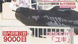 「コビレゴンドウのユキ　国内飼育日数を更新中！　9000日の節目をお祝い　人間なら60代　マリンワールド海の中道」の画像1