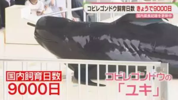 コビレゴンドウのユキ　国内飼育日数を更新中！　9000日の節目をお祝い　人間なら60代　マリンワールド海の中道