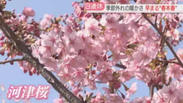 「春だな」3連休は季節外れの暖かさ　河津桜が満開　福岡