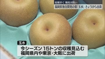 福岡県オリジナルの梨「玉水」出荷始まる　「幸水」より早く収穫でき糖度が高い　「もっと知って」　福岡