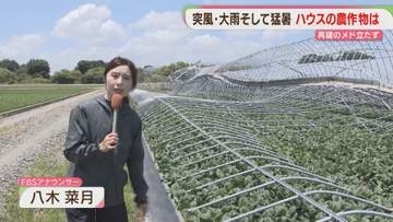 突風・大雨に猛暑が追い打ち　久留米市の農家「再建したいがメドが立たない」福岡