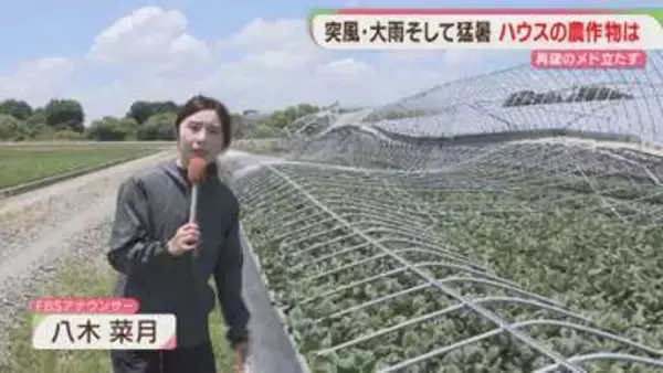 突風・大雨に猛暑が追い打ち　久留米市の農家「再建したいがメドが立たない」福岡